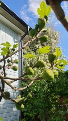 Villa Blåregnet - Bild 20