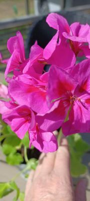 Välkomna att hyra vårt hus i Ljugarn i sommar 🌞 - Bild 11