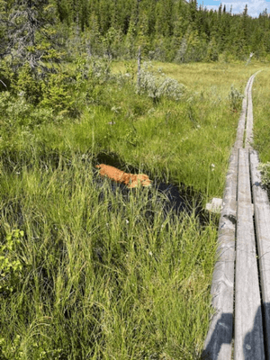 Drömstuga i Marsliden -sjöutsikt, bastu, och kamin - Bild 26