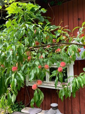 Torp i Sörmland - Bild 35