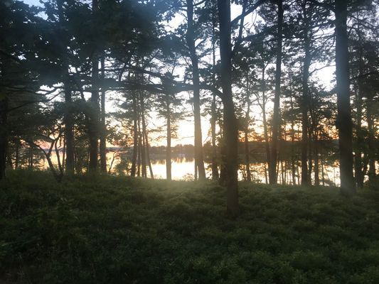 Midsommar ljus