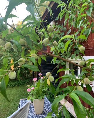 Ladan med persikoträd.