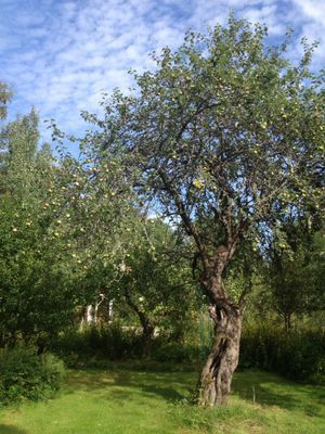 Torp i Sörmland - Bild 29