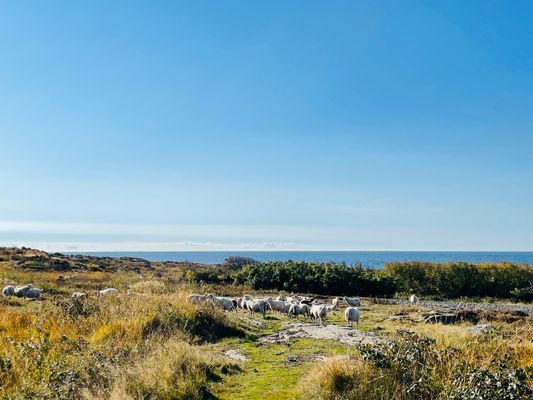 Alf Hambes villa 450m ifrån havet i Steninge