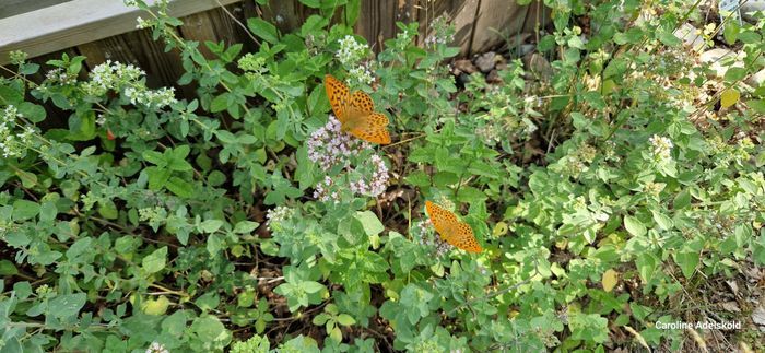 Välkomna att hyra vårt hus i Ljugarn i sommar 🌞 - Bild 9