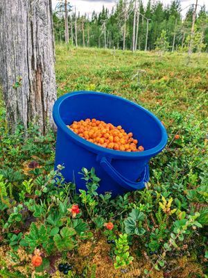 Paradis mitt i Sverige - Bild 8