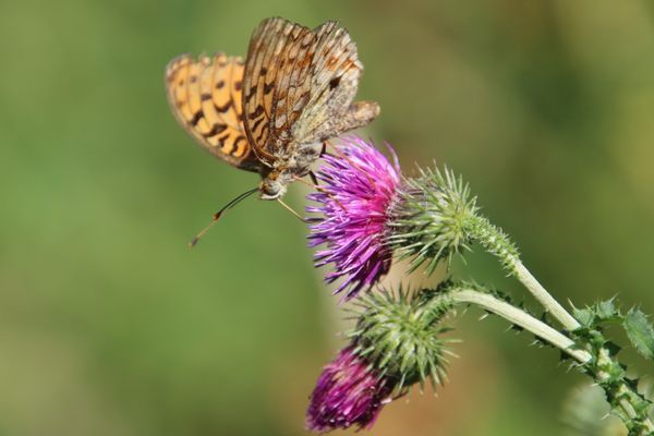 Charmigt hus med sjötomt i naturskön omgivning - Bild 10