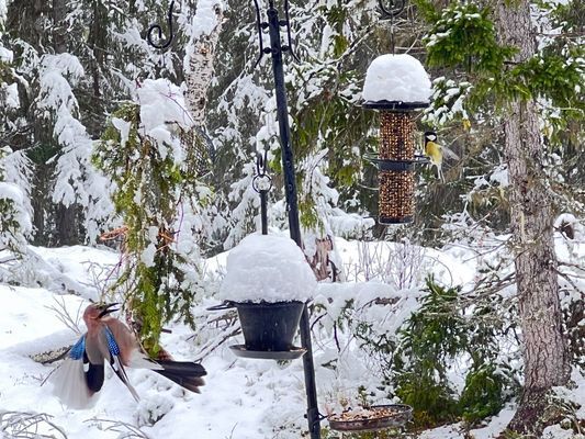 Lavskrika på besök