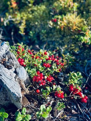 Vacker stuga med magisk utsikt, spabad och bastu - Bild 26