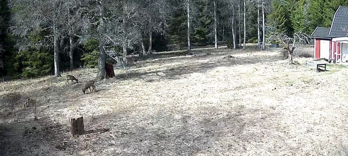 Bild 4 på Avskilt torp i skogen – off grid, fiske & stillhet