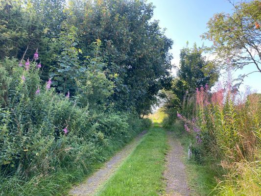 Vägen in till stugan från stora vägen är lummig och huset ligger med träd och buskar runtom