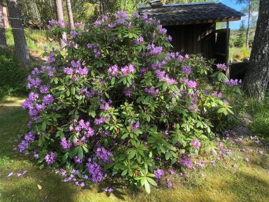 En underbar stuga på landet - Bild 15