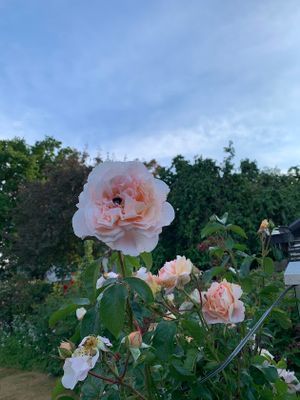 Rosor i trädgård
