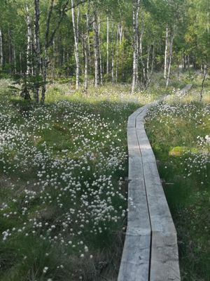 Mysig stuga med sjöutsikt, inkl. båt och brygga - Bild 15