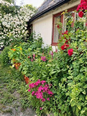Österlen, liten stuga med trädgård - Bild 25
