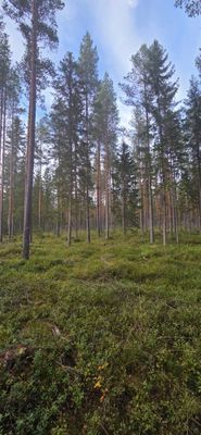 Charmig stuga, 7 bäddar nära natur & aktiviteter - Bild 17