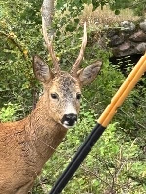Idyllisk Skärgårdsvilla med milsvid havsutsikt - Bild 7