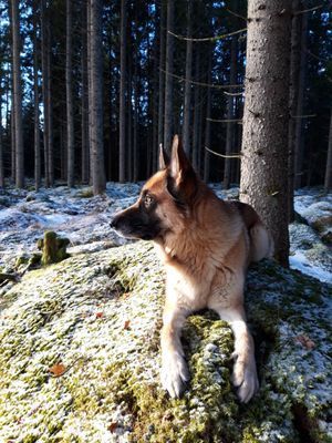 Naturskön och lantlig idyll mellan sjöar. - Bild 64
