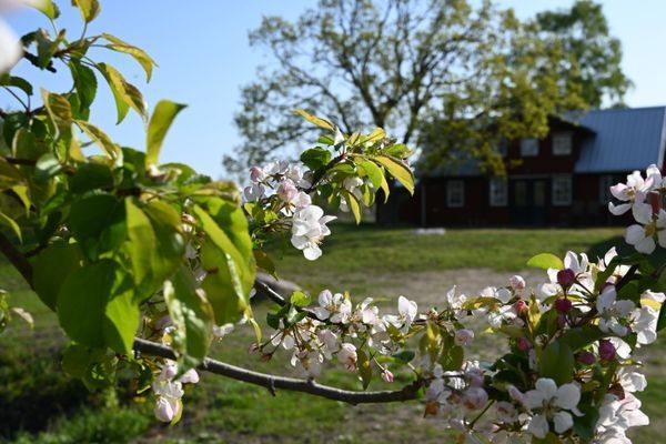 Välkomna till vårt hus vid Alvedsjöbodar, Öland! - Bild 13
