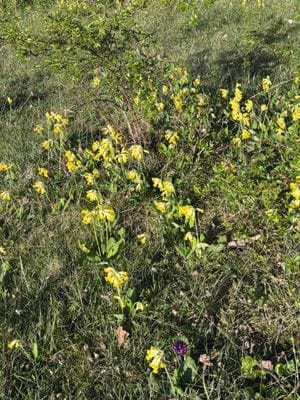 Idylliska stuga mitt på Öland - Bild 23
