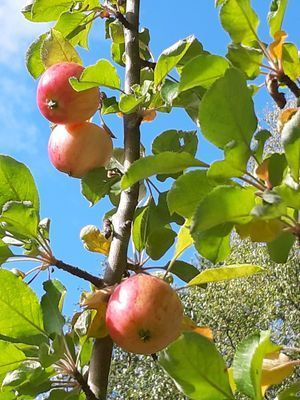 Charmig och modern stuga nära hav och natur - Bild 9