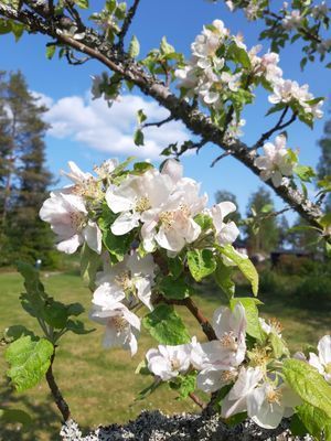 Charmig och modern stuga nära hav och natur - Bild 8