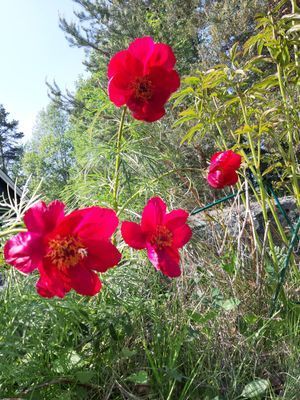 Charmig och modern stuga nära hav och natur - Bild 11