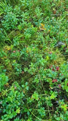 Mysig stuga i Småland med egen strand - Bild 43