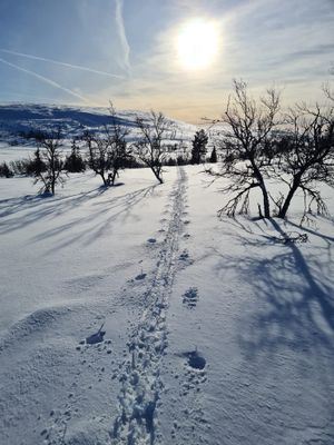 Stuga i Högvålen, Sveriges högst belägna by - Bild 12
