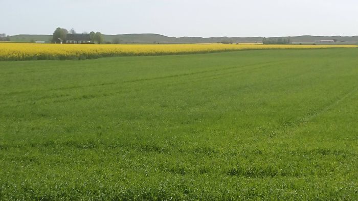 Lantlig idyll på Österlen