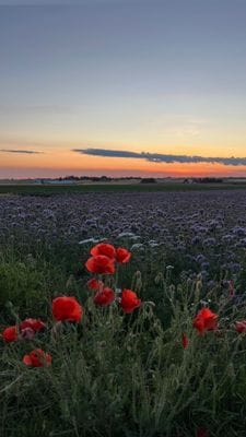 Idyll i Örum på Österlen (Uthyres veckovis!) - Bild 85