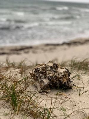Ystad Sandskogen - Bild 16