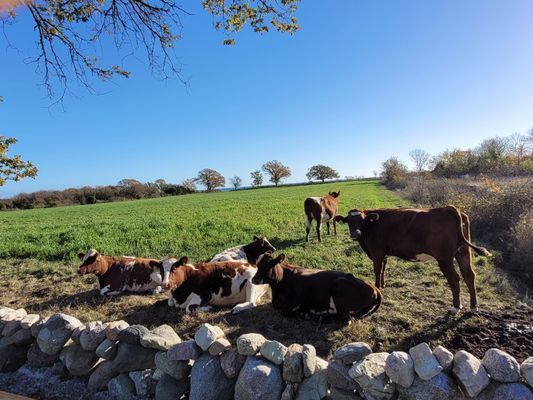 Två moderna stugor med havsutsikt – 18 bäddar - Bild 30