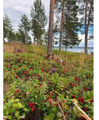 Välskött året-runt-stuga i Bäcka, Orsa! - Bild 19