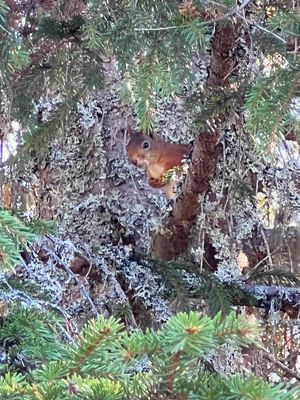 Timrad sälenstuga - Bild 28