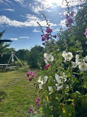 Mysig skånelänga på Österlen - Bild 14