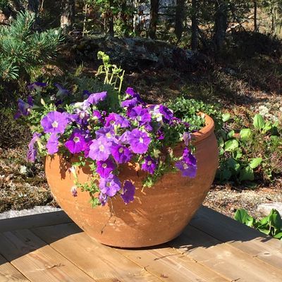 Skärgårdsidyll i stockholm med egen strand&brygga - Bild 23