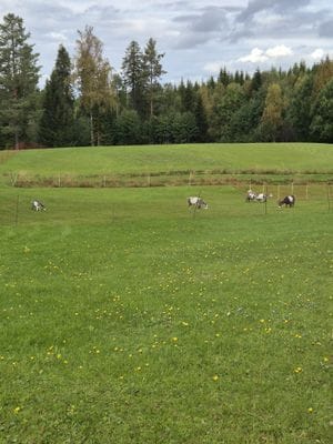 Skogsidyll i Jämtland - natur, lugn - Bild 9
