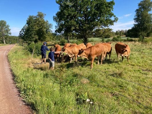 Hyra stuga Gränna, året runt - Bild 30