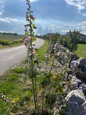 Strandnära ölandsidyll vid havet - Bild 29