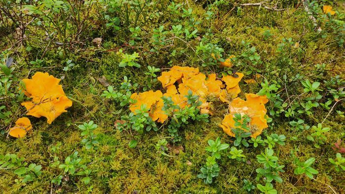 Backstugan, sjönära med roddbåt och Wi-Fi - Bild 18