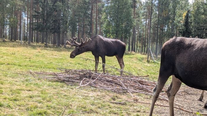 Mysig stuga i Särna, toppen för aktiviteter... - Bild 15