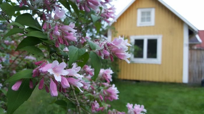 Stugans sovrumsfönster med utsikt ut över trädgården.