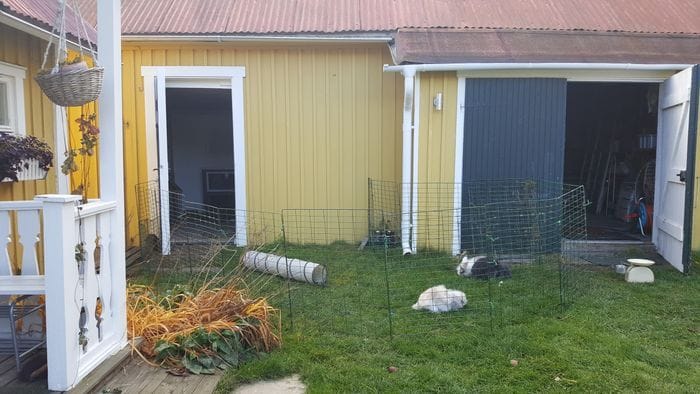 Gårdens fluffiga kaniner