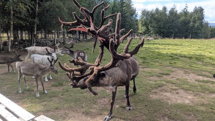 Mysig stuga i Särna, toppen för aktiviteter... - Bild 16