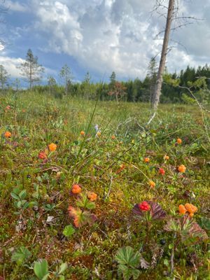 Hjortronmyr i området