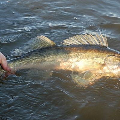 Backstugan, sjönära med roddbåt och Wi-Fi - Bild 17