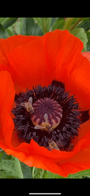 Idyllisk Skärgårdsstuga med milsvid havsutsikt - Bild 14