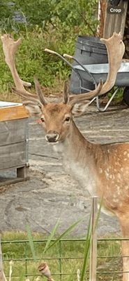 Idyllisk Skärgårdsstuga med milsvid havsutsikt - Bild 21