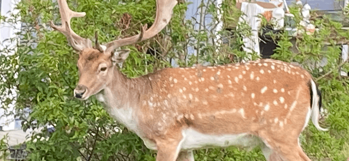 Idyllisk Skärgårdsstuga med milsvid havsutsikt - Bild 16